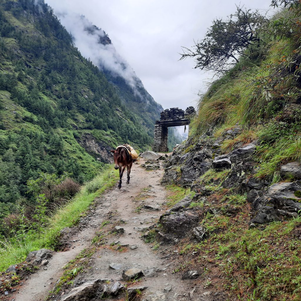 Ein Esel heißt uns willkommen