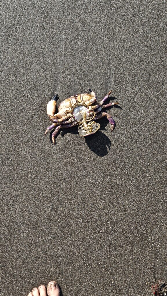 Poor crab...