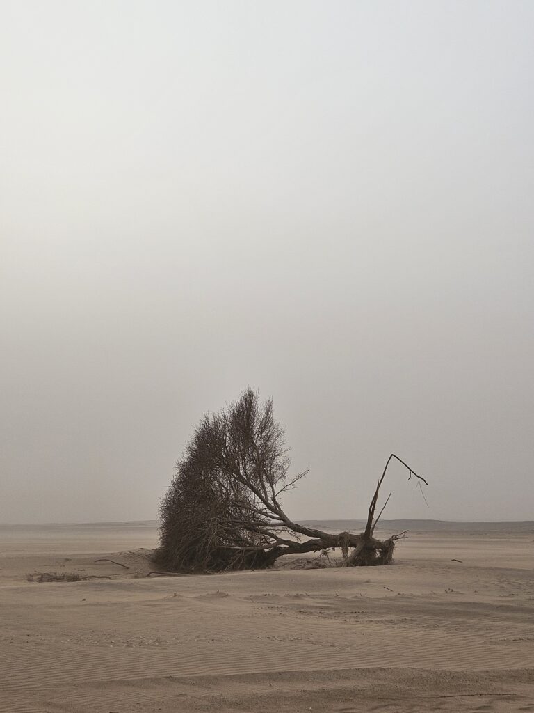 Sahara Trekkingtour - Bizarre Landschaften