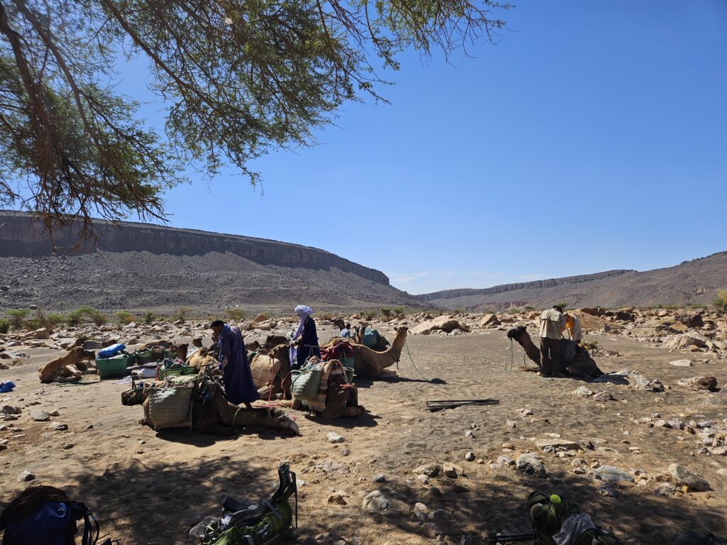 Sahara Tour - Kamele