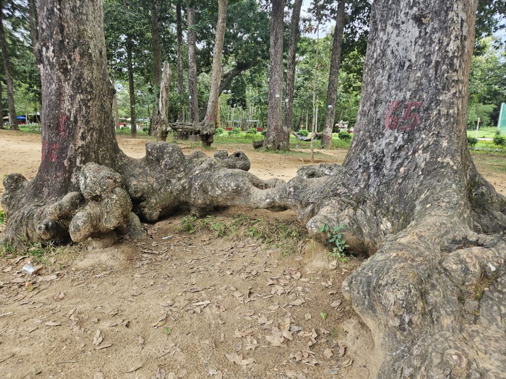 Mekong Delta - Old trees