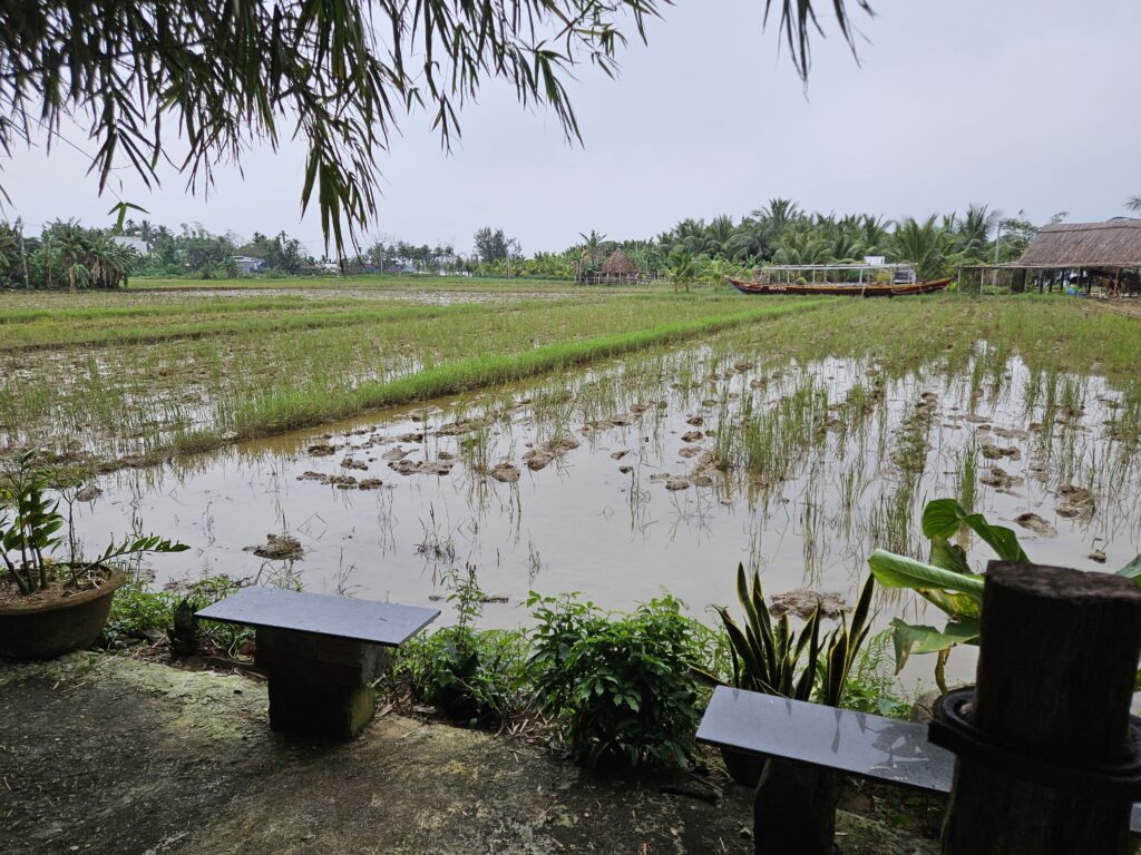 Hoi An - Reisfelder