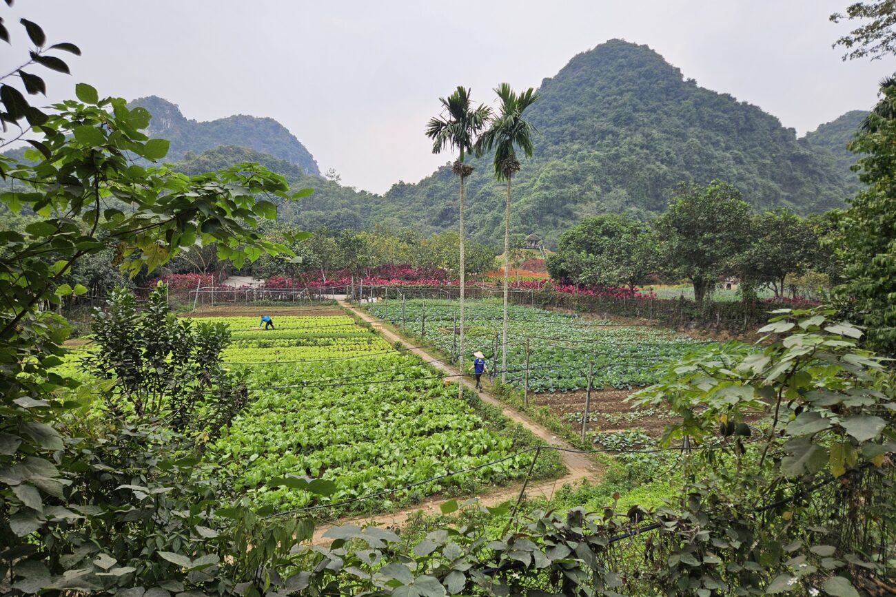 Ninh Binh Region - Gemüseanbau