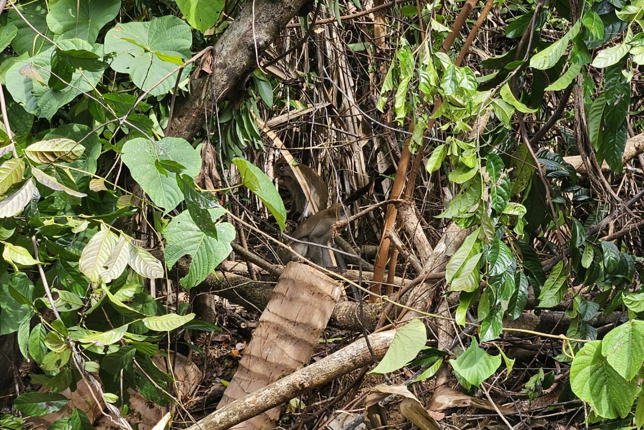 Tanjong Jara Resort Malaysia - Affen