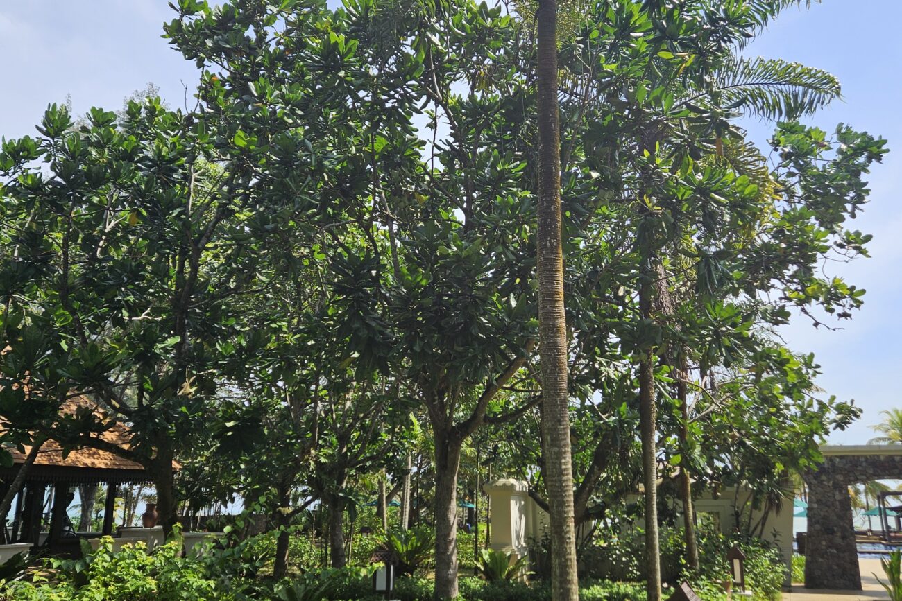 Tanjong Jara Resort Malaysia - Palmen