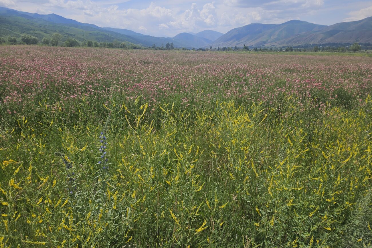 Chon-Kemin - Blumenwiese