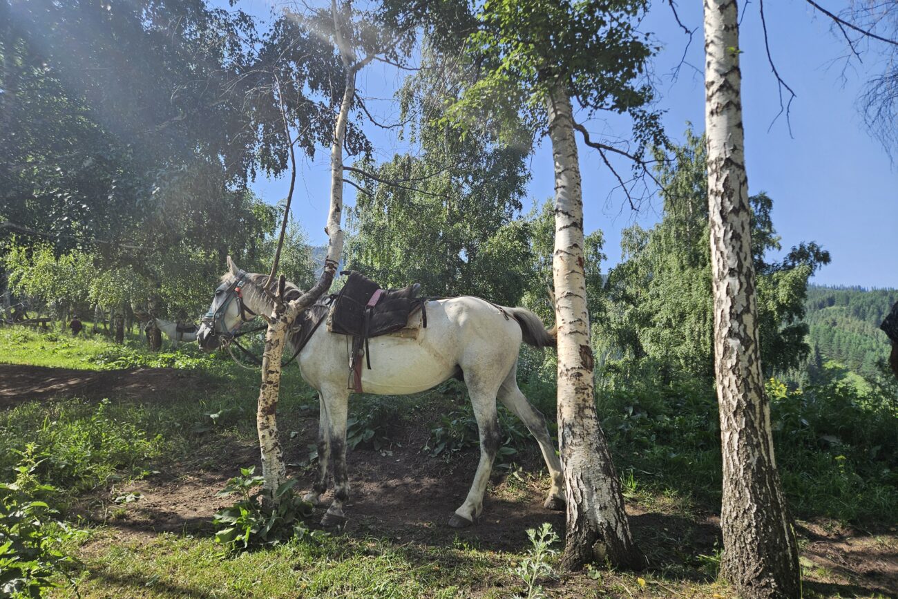 Chon-Kemin - Horse Riding