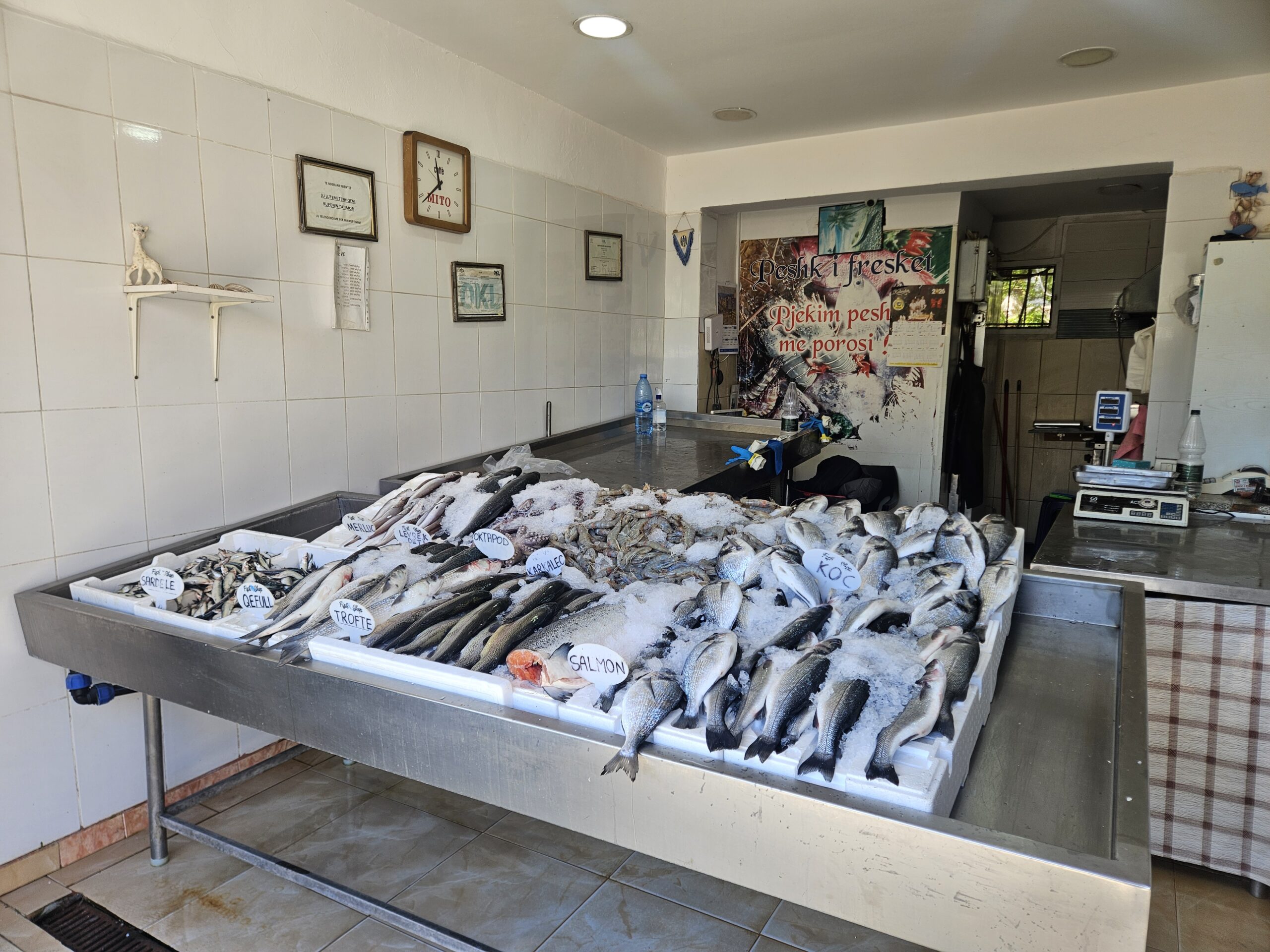 Tirana - Fresh fish market