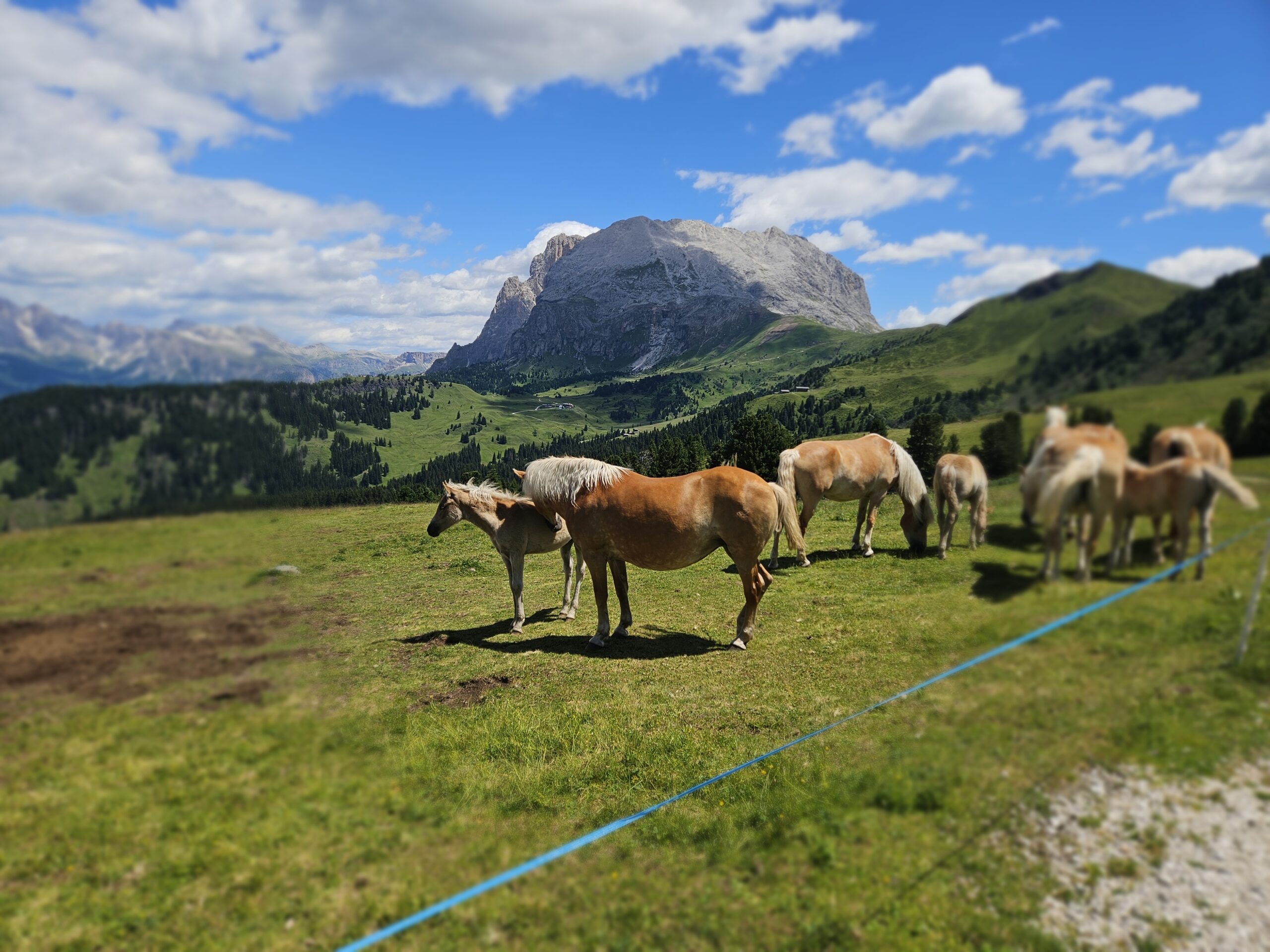 Zallinger Dolomiten - Haflinger