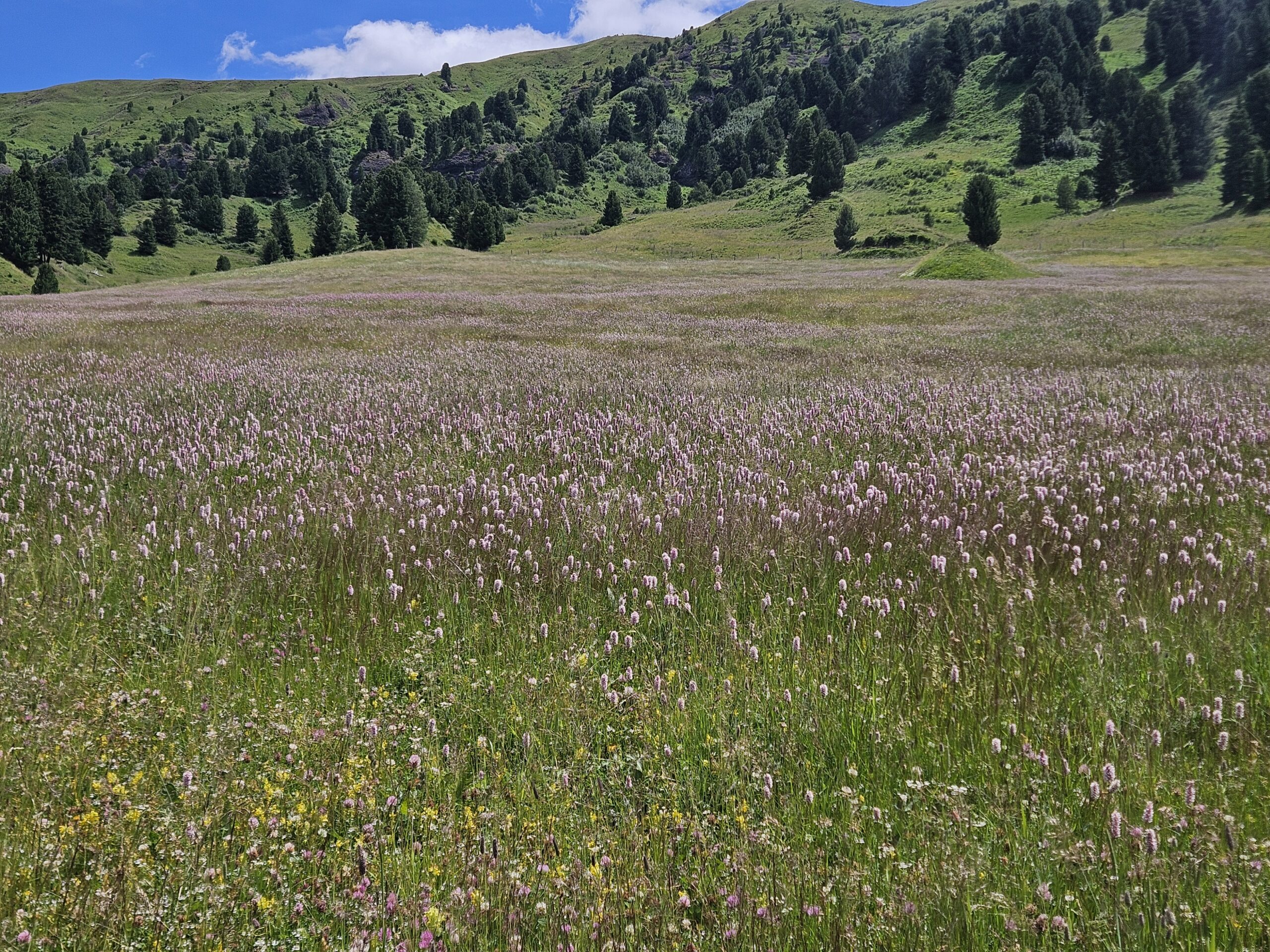 Zallinger Dolomiten - Sommerwiesen